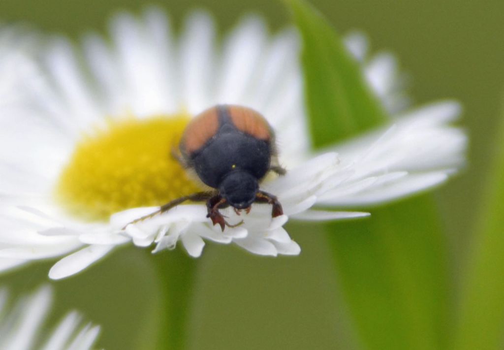 Omaloplia sp., Melolonthidae, Sericinae